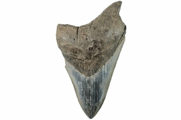 Partial, Fossil Megalodon Tooth - Serrated Blade #194021